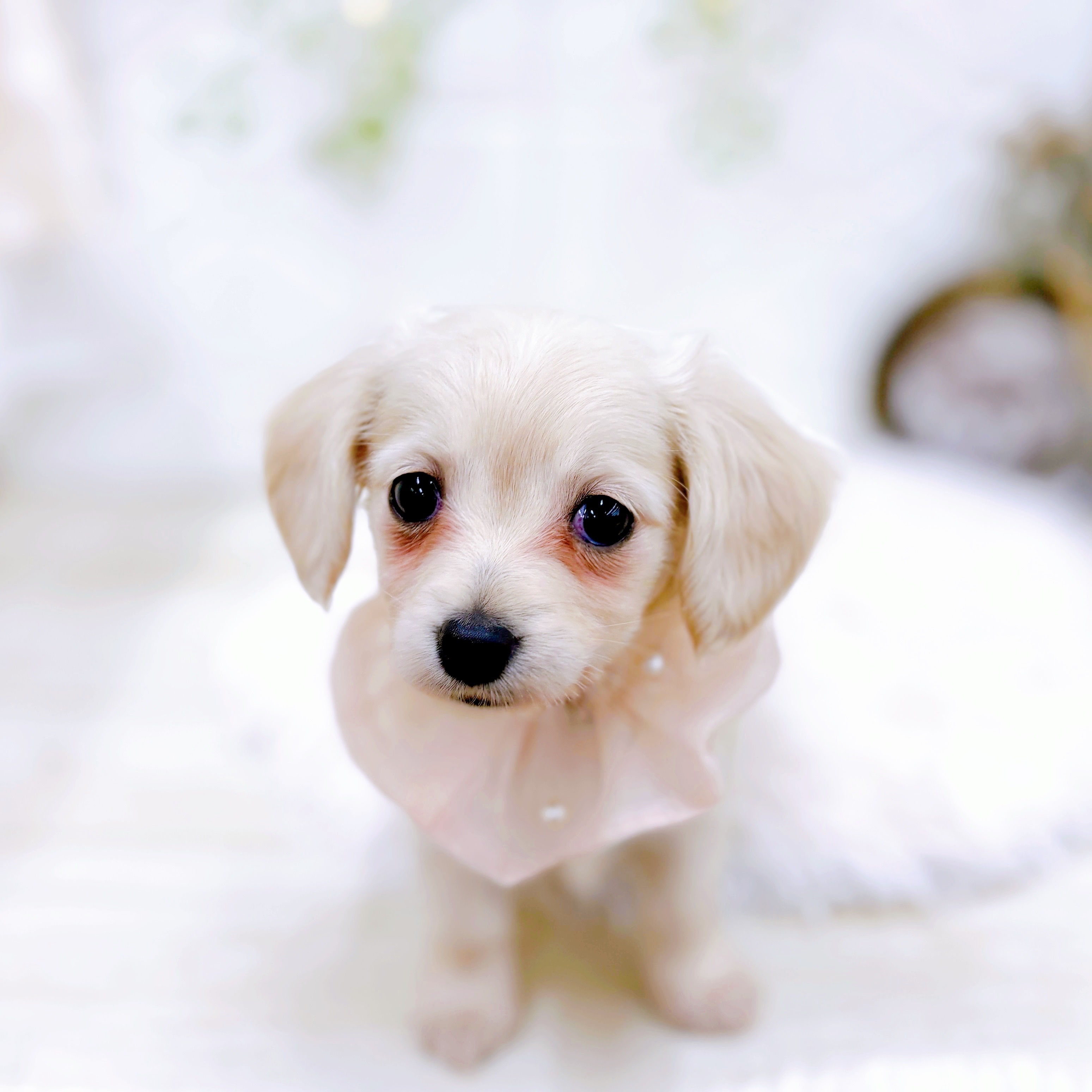 福井県のチワックス(チワワ×ダックス) (犬の家＆猫の里アミーゴ福井店/2025年8月25日生まれ/女の子/クリーム)の子犬の4枚目の画像