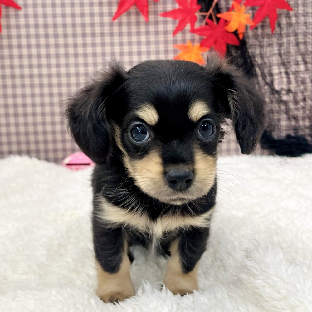 愛知県のチワックス(チワワ×ダックス) (犬の家＆猫の里エアポートウォーク店/2025年8月25日生まれ/男の子/ブラックタン)の子犬の4枚目の画像