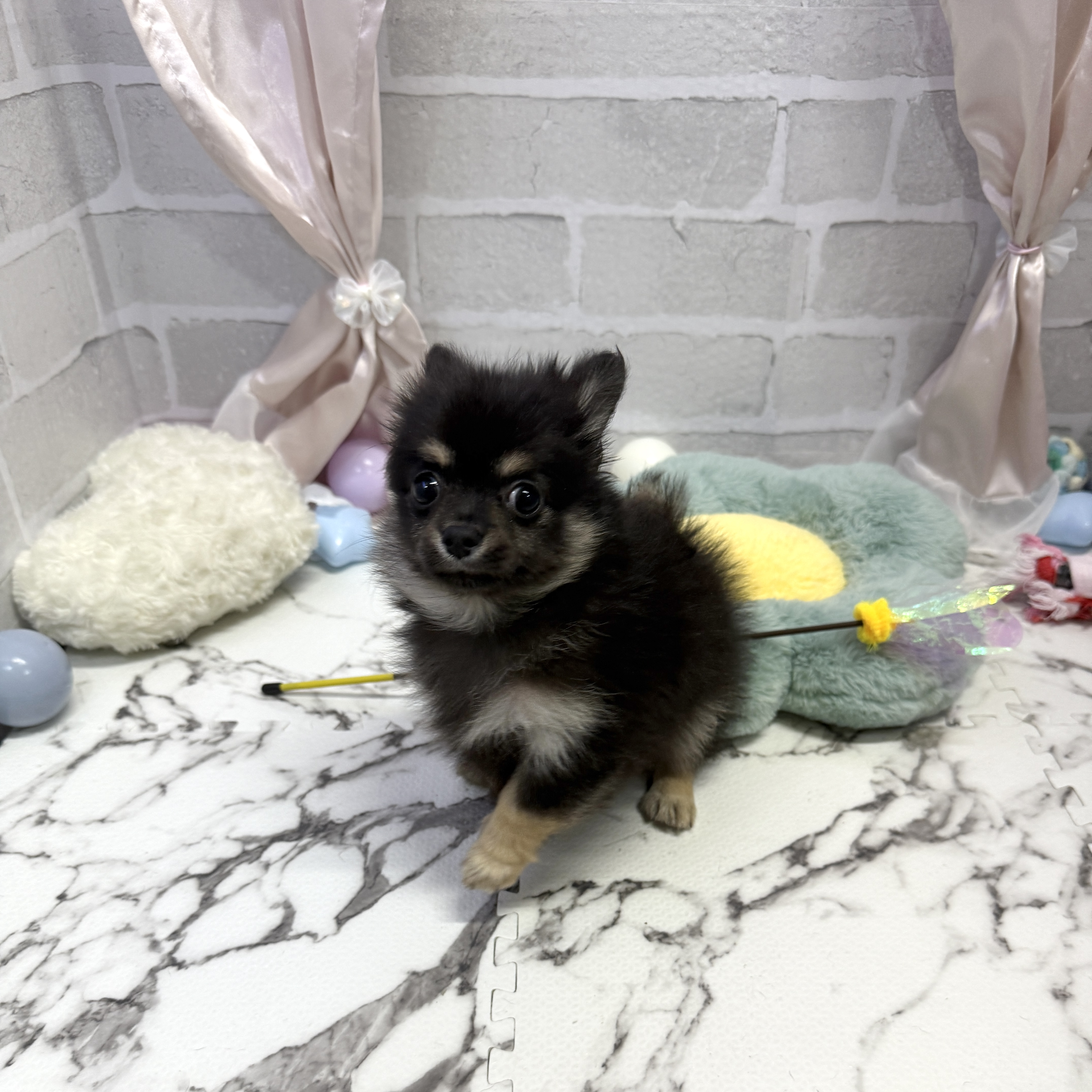 愛知県のポメチワ/チワポメ/ポメチー(ポメラニアン×チワワ) (犬の家＆猫の里岡崎店/2025年8月25日生まれ/男の子/ブラックタン)の子犬の4枚目の画像