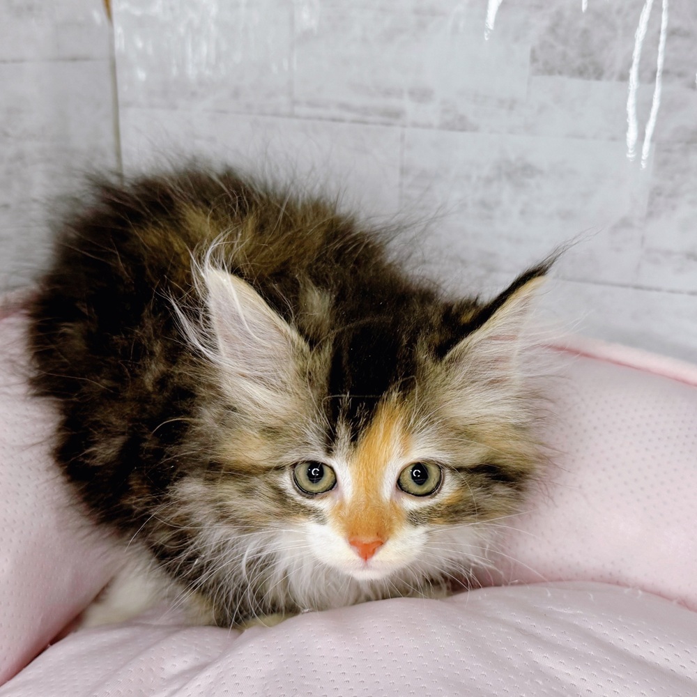 長野県のサイベリアン (犬の家＆猫の里塩尻店/2025年8月26日生まれ/女の子/ブラウンパッチドタビー)の子猫の4枚目の画像
