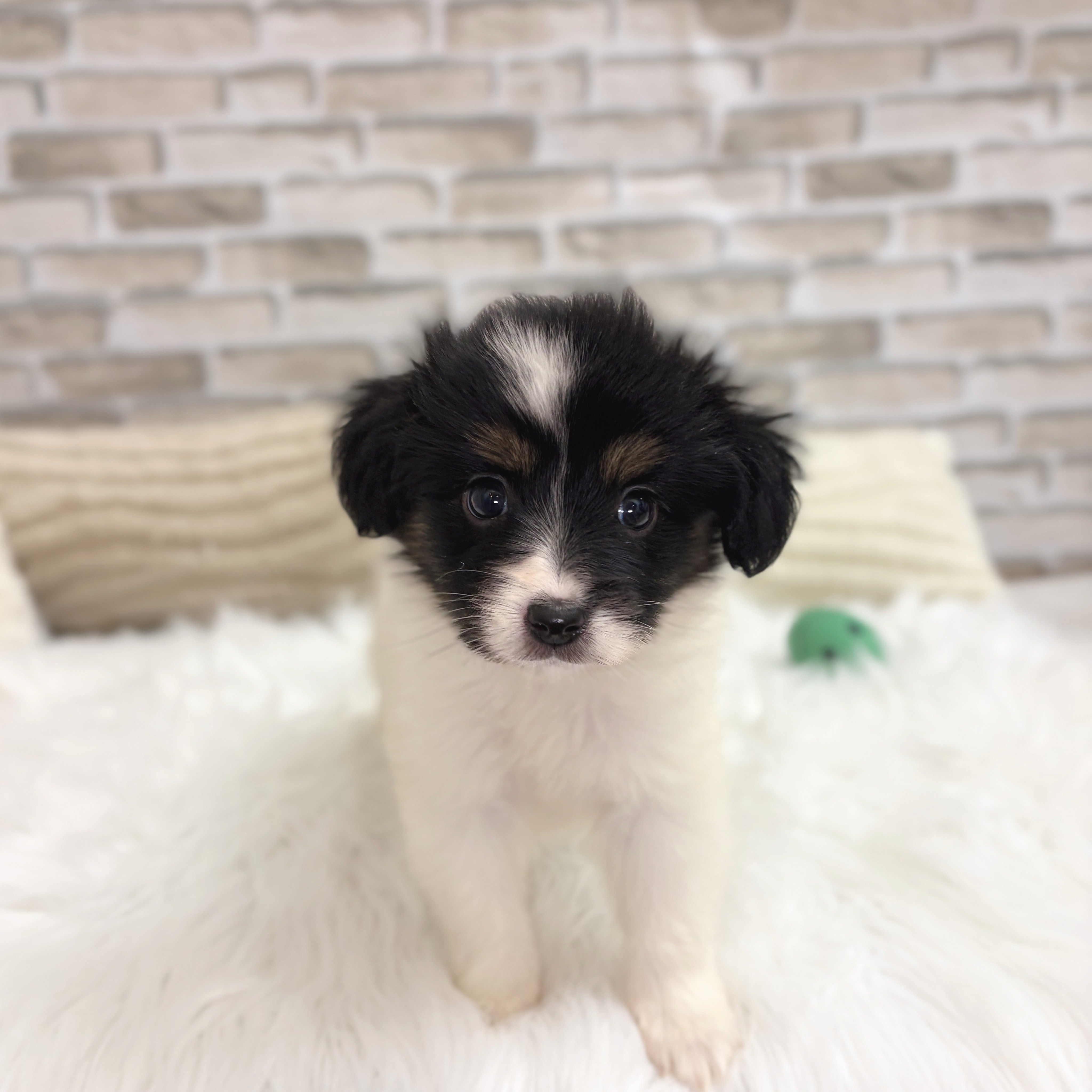神奈川県のパピヨン (犬の家&猫の里モザイクモール港北店/2025年8月25日生まれ/女の子/トライカラー)の子犬の1枚目の画像
