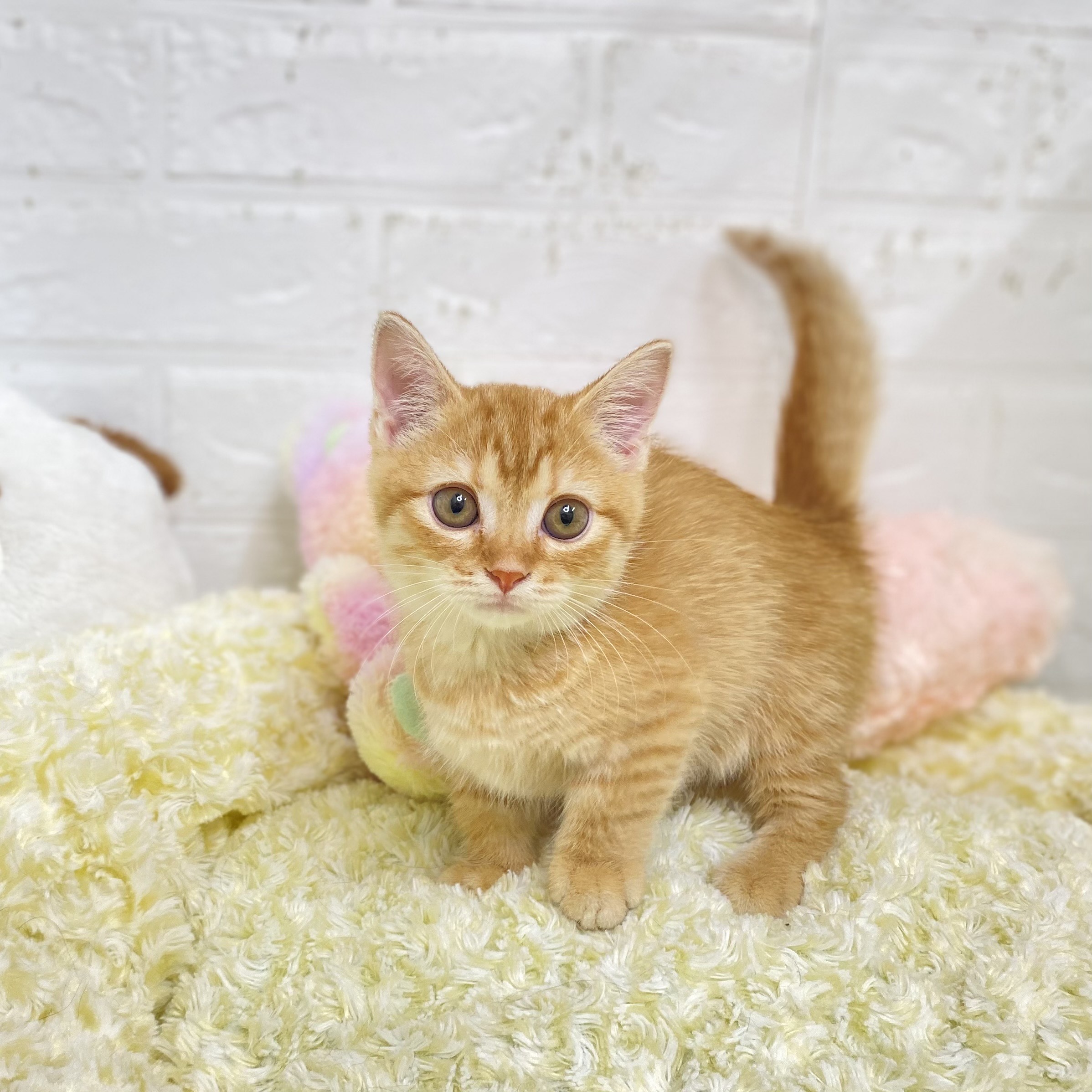 東京都のマンチカン (犬の家＆猫の里新宿店/2025年8月26日生まれ/男の子/レッドタビー)の子猫の1枚目の画像