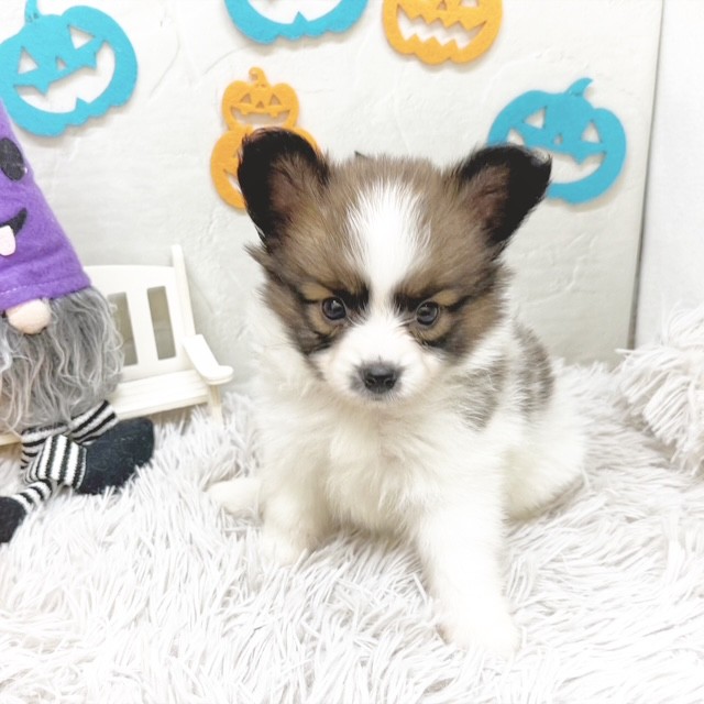 静岡県のパピヨン (犬の家&猫の里藤枝店/2025年8月25日生まれ/女の子/ホワイトブラウン)の子犬の4枚目の画像