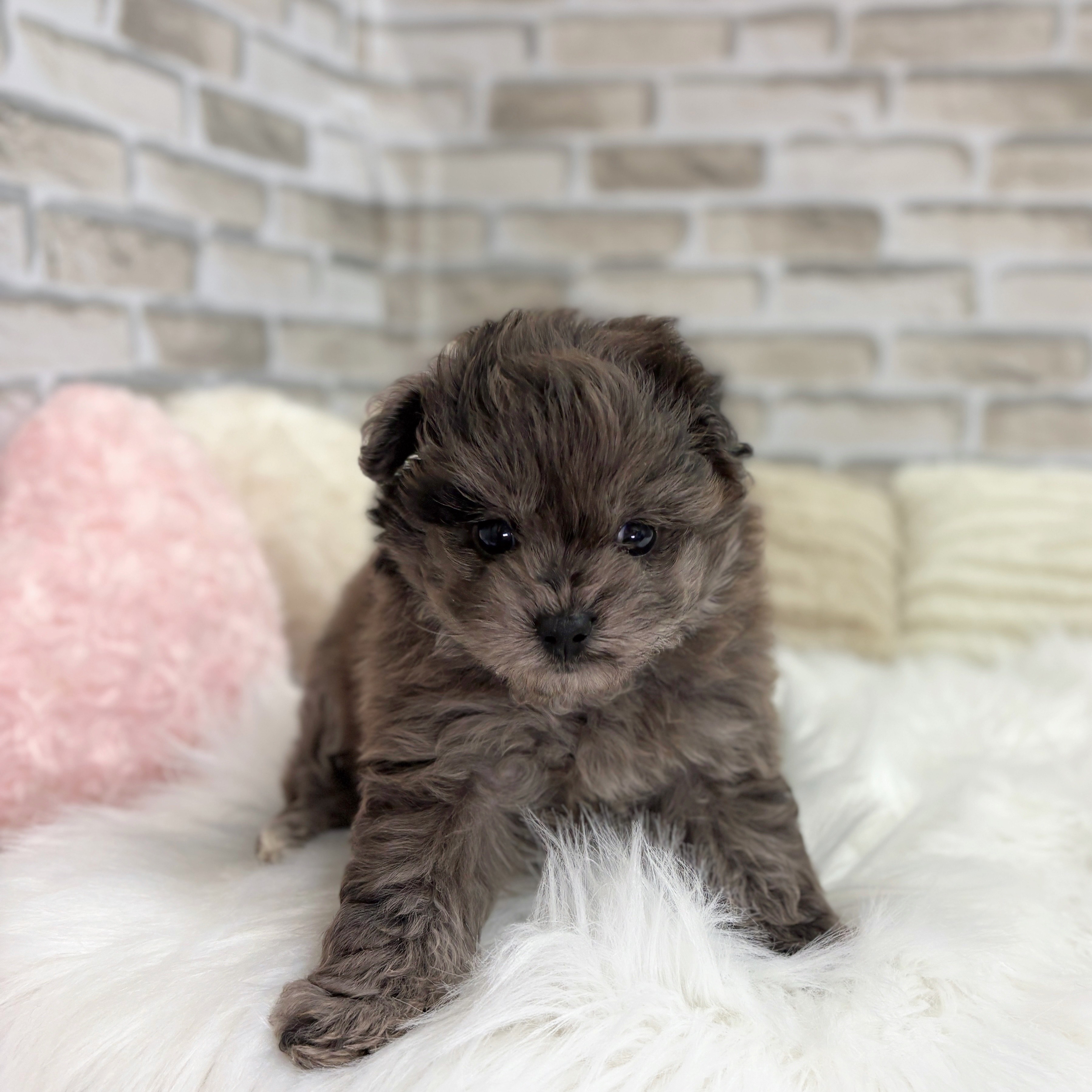 神奈川県のポメプー(ポメラニアン×プードル) (犬の家&猫の里モザイクモール港北店/2025年8月26日生まれ/男の子/ブルーマール)の子犬の4枚目の画像