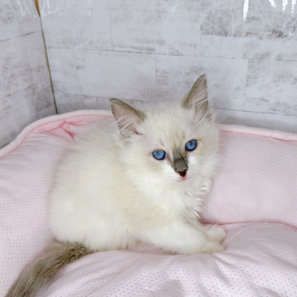 長野県のラグドール (犬の家＆猫の里塩尻店/2025年8月23日生まれ/女の子/ブルーポイント)の子猫の4枚目の画像
