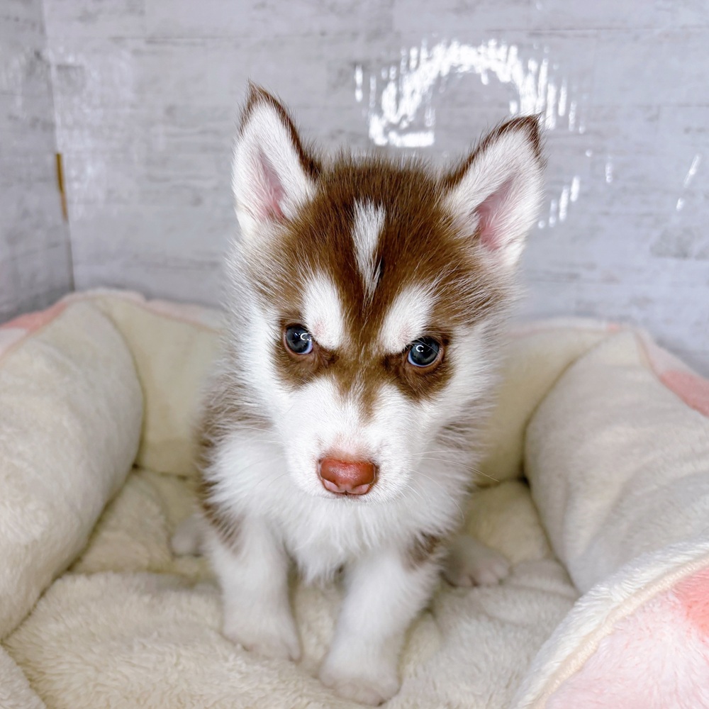 長野県のシベリアンハスキー (犬の家＆猫の里塩尻店/2025年8月26日生まれ/男の子/チョコレートホワイト)の子犬の4枚目の画像