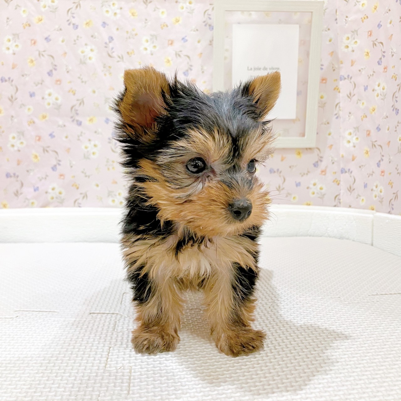 石川県のヨークシャーテリア (犬の家＆猫の里金沢店/2025年8月25日生まれ/女の子/スチールブルータン)の子犬の4枚目の画像