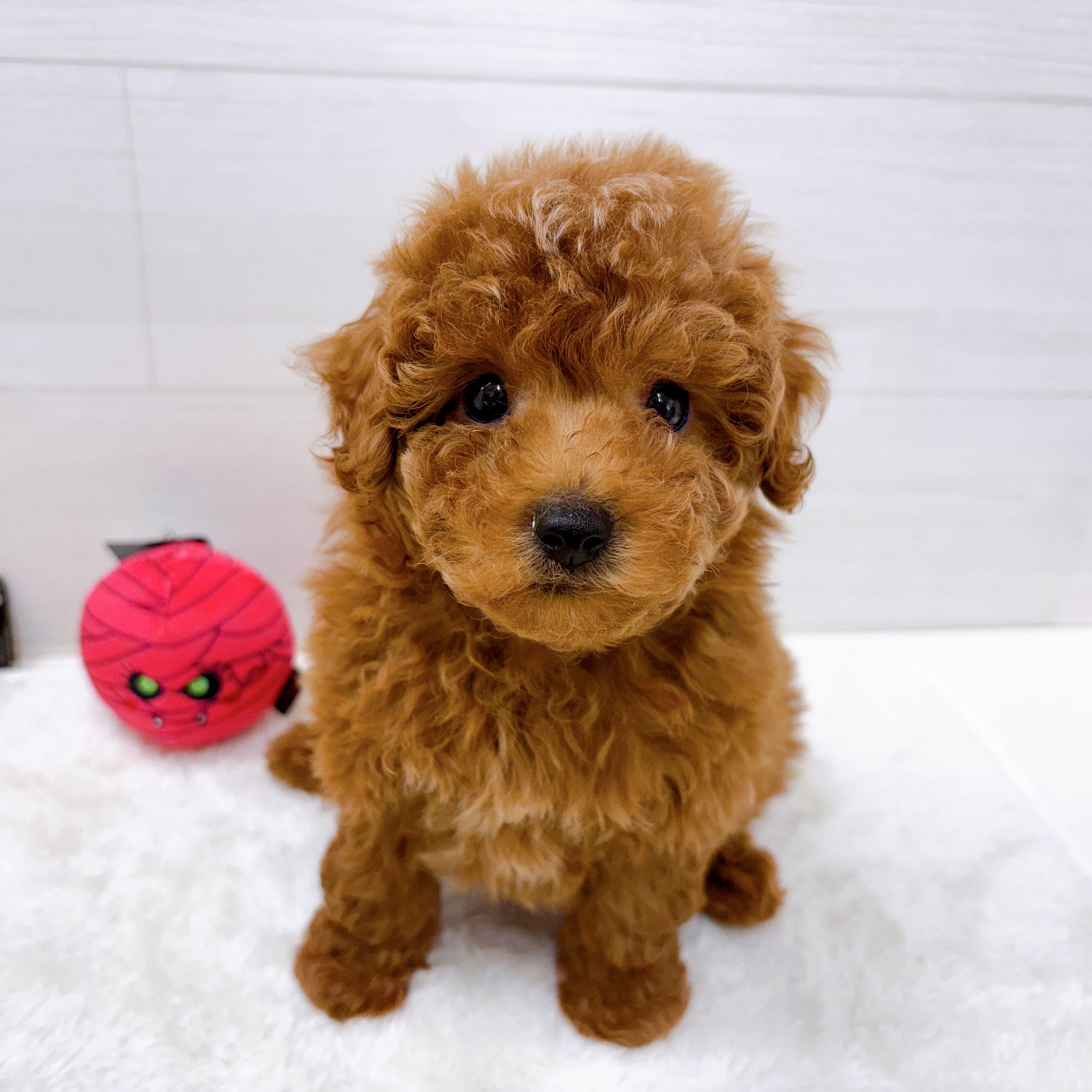 石川県のトイプードル(トイ) (犬の家＆猫の里アミーゴ金沢おこばた店/2025年8月24日生まれ/男の子/レッド)の子犬の4枚目の画像