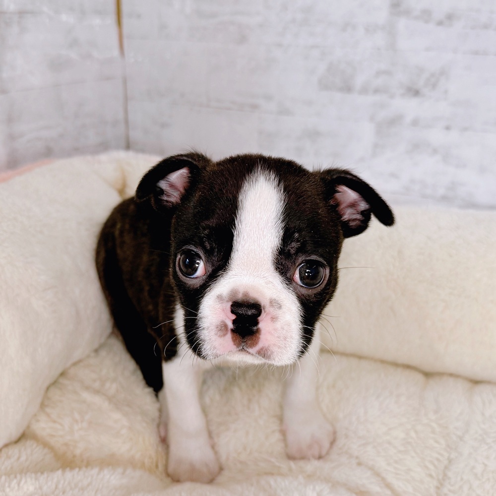 長野県のボストンテリア (犬の家＆猫の里塩尻店/2025年8月24日生まれ/男の子/ボストンカラー)の子犬の4枚目の画像