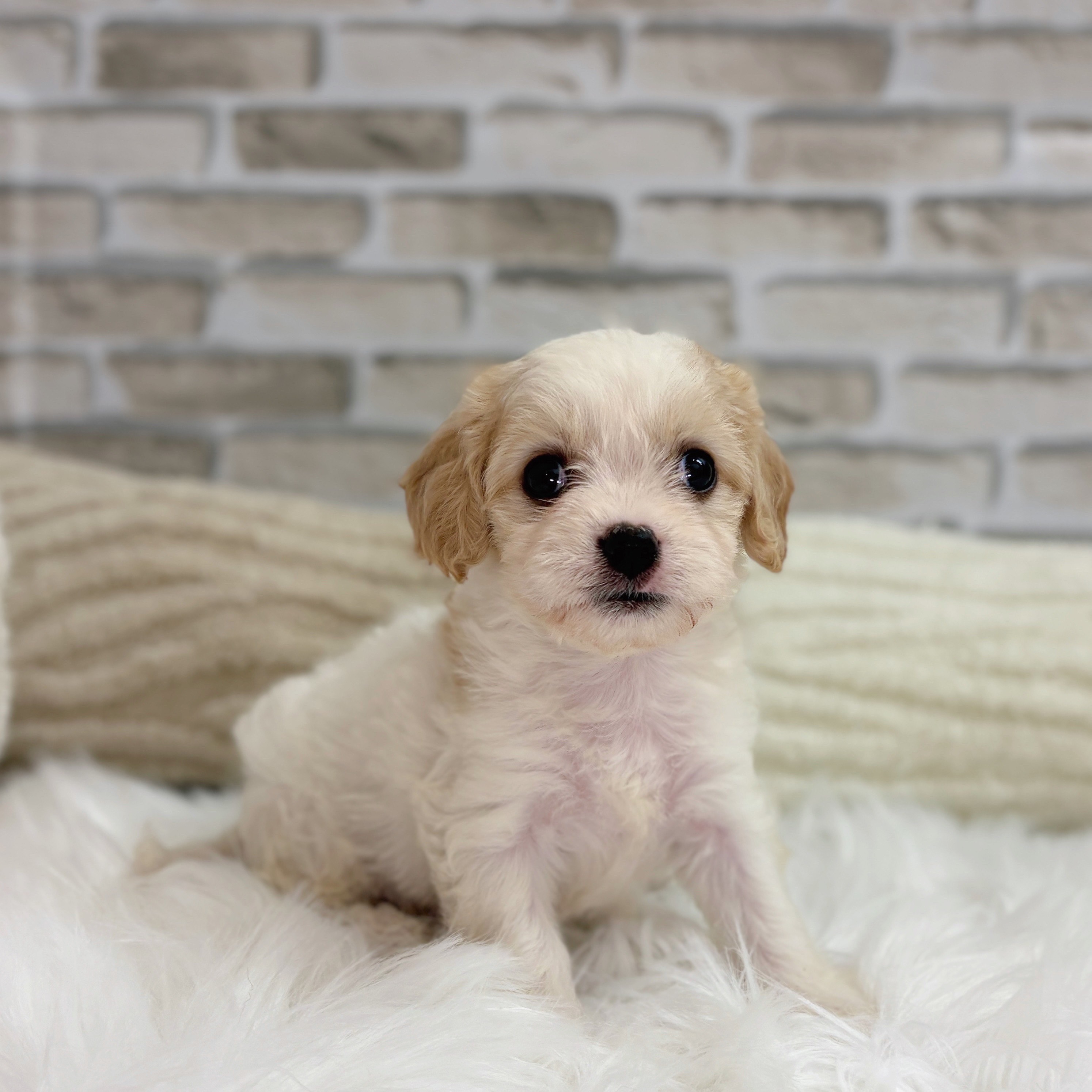 神奈川県のハーフ犬・ミックス犬 (犬の家&猫の里モザイクモール港北店/2025年8月22日生まれ/女の子/ブレンハイム)の子犬の4枚目の画像
