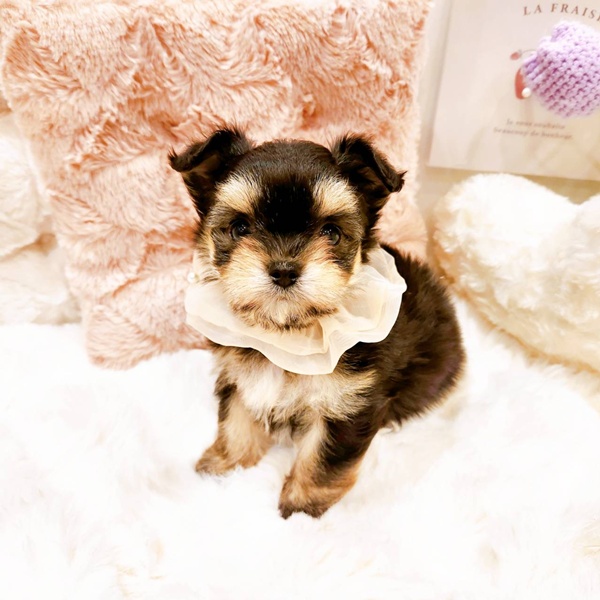 福井県のチワマル/マルチワ(チワワ×マルチーズ) (犬の家＆猫の里福井店/2025年8月24日生まれ/女の子/ブラックタン)の子犬の4枚目の画像