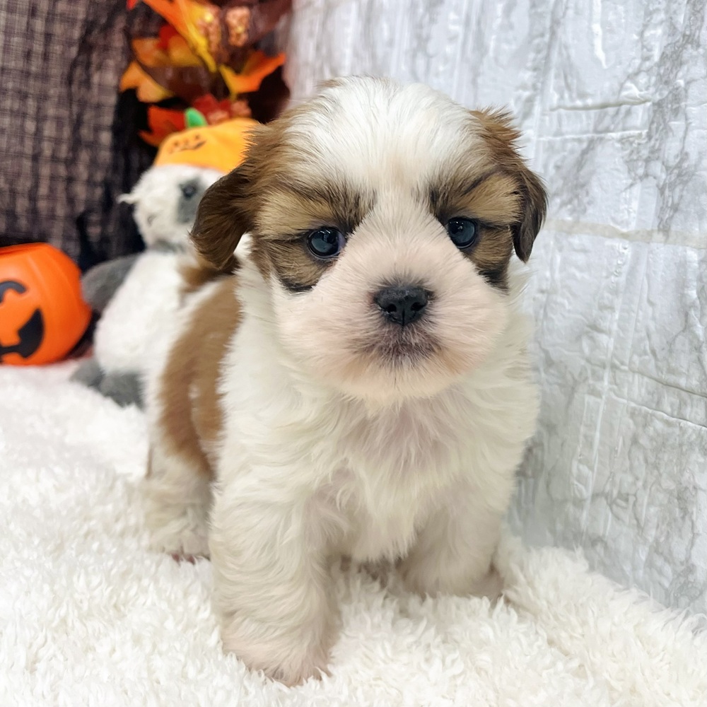 愛知県のシーズー (犬の家＆猫の里エアポートウォーク店/2025年8月25日生まれ/男の子/ゴールドホワイト)の子犬の4枚目の画像