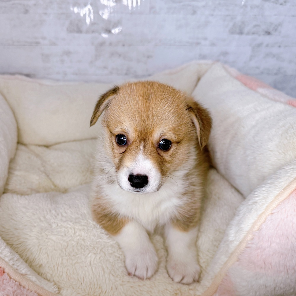長野県のウェルシュコーギーペンブローク (犬の家＆猫の里塩尻店/2025年8月24日生まれ/女の子/レッドホワイト)の子犬の4枚目の画像