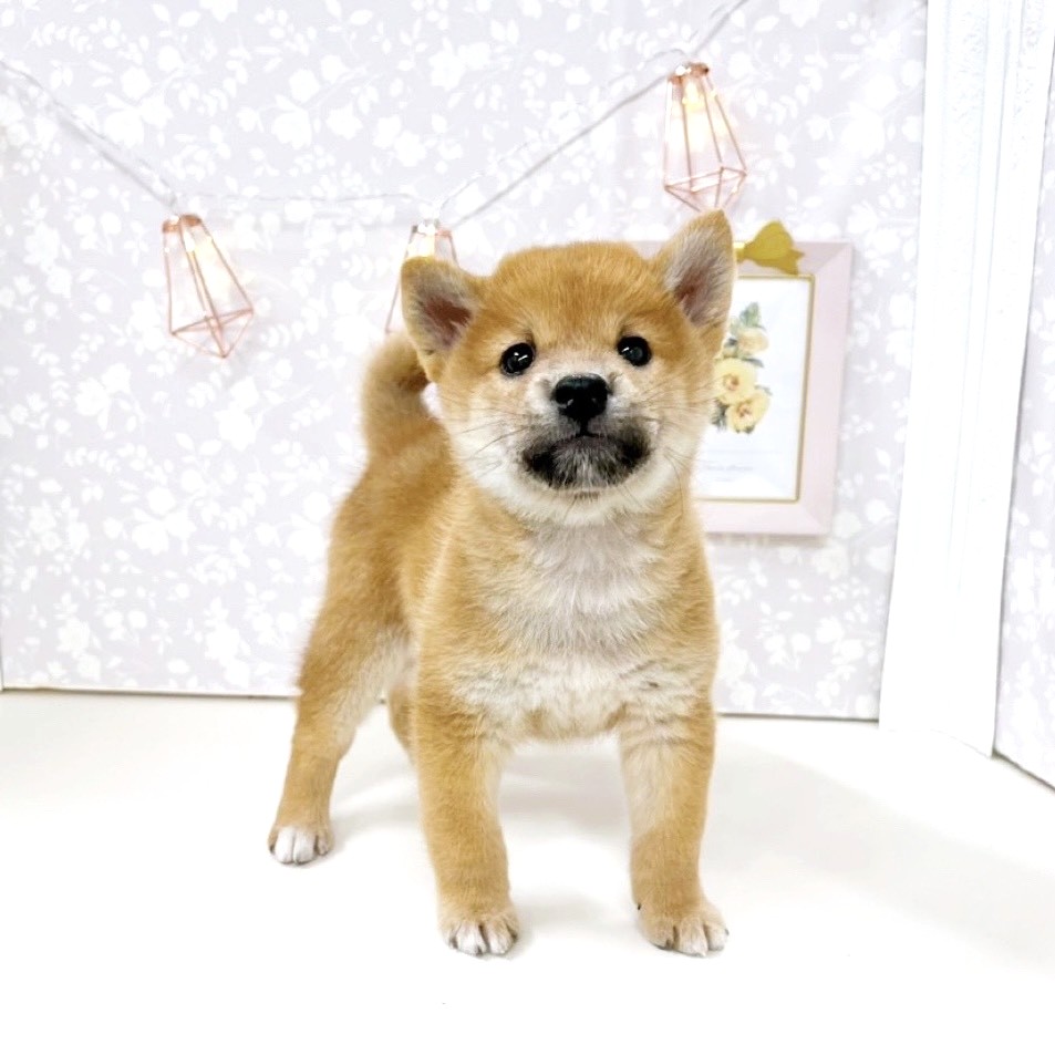 富山県の柴犬(標準サイズ) (犬の家＆猫の里アミーゴ高岡蓮花寺店/2025年8月26日生まれ/男の子/赤)の子犬の4枚目の画像