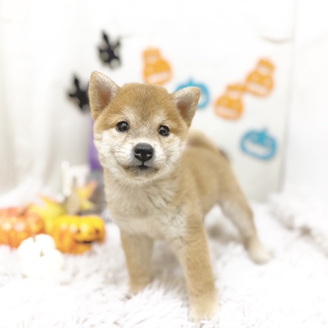 静岡県の柴犬(標準サイズ) (犬の家＆猫の里藤枝店/2025年8月26日生まれ/女の子/赤)の子犬の4枚目の画像