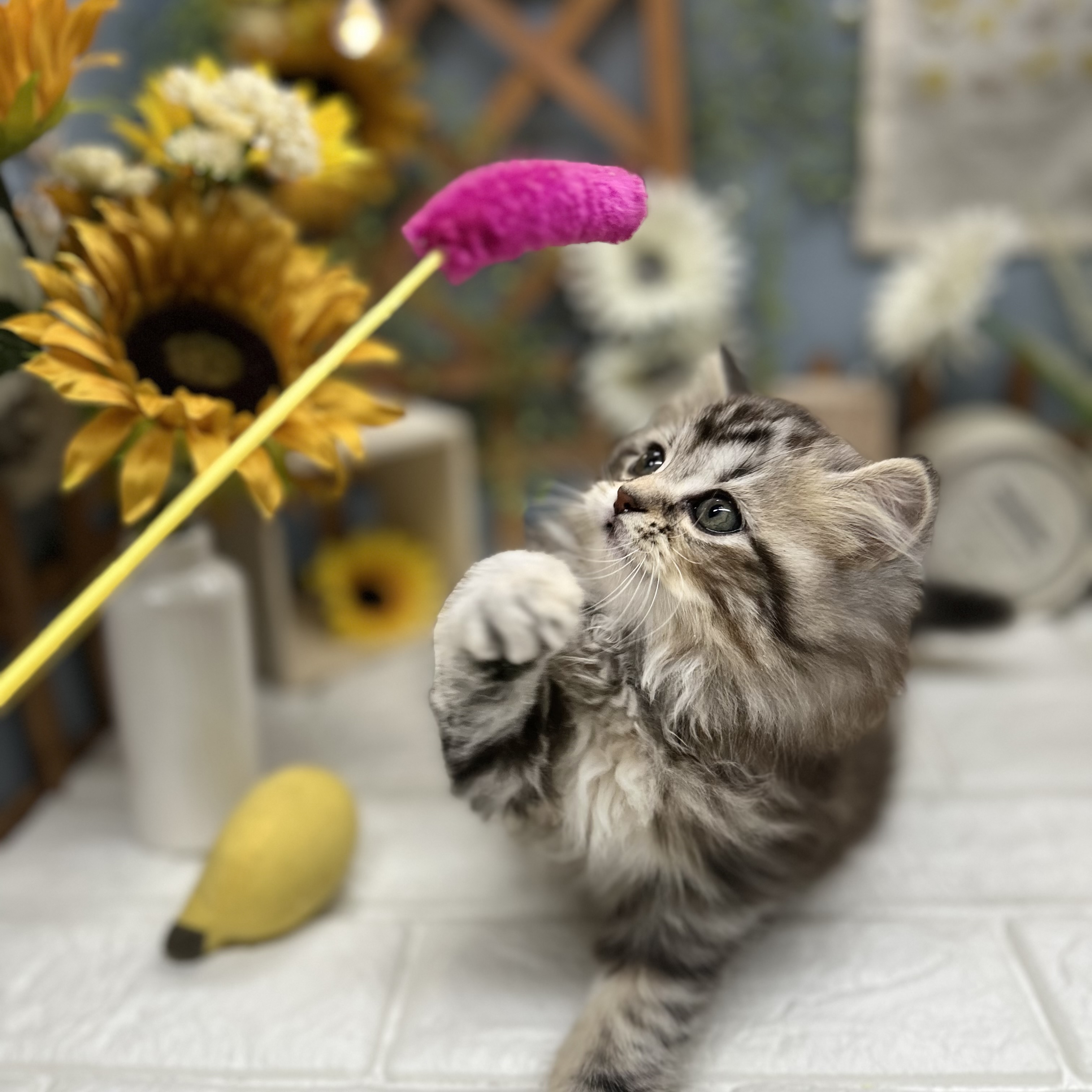 千葉県のマンチカン (犬の家＆猫の里ワンズモール稲毛店/2025年8月23日生まれ/女の子/シルバーパッチドタビー)の子猫の4枚目の画像