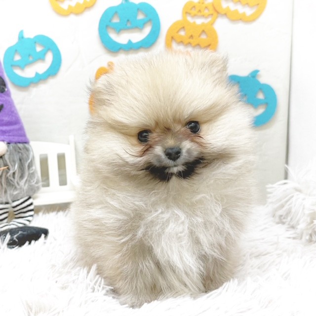 静岡県のポメラニアン (犬の家＆猫の里藤枝店/2025年8月25日生まれ/女の子/オレンジ)の子犬の4枚目の画像