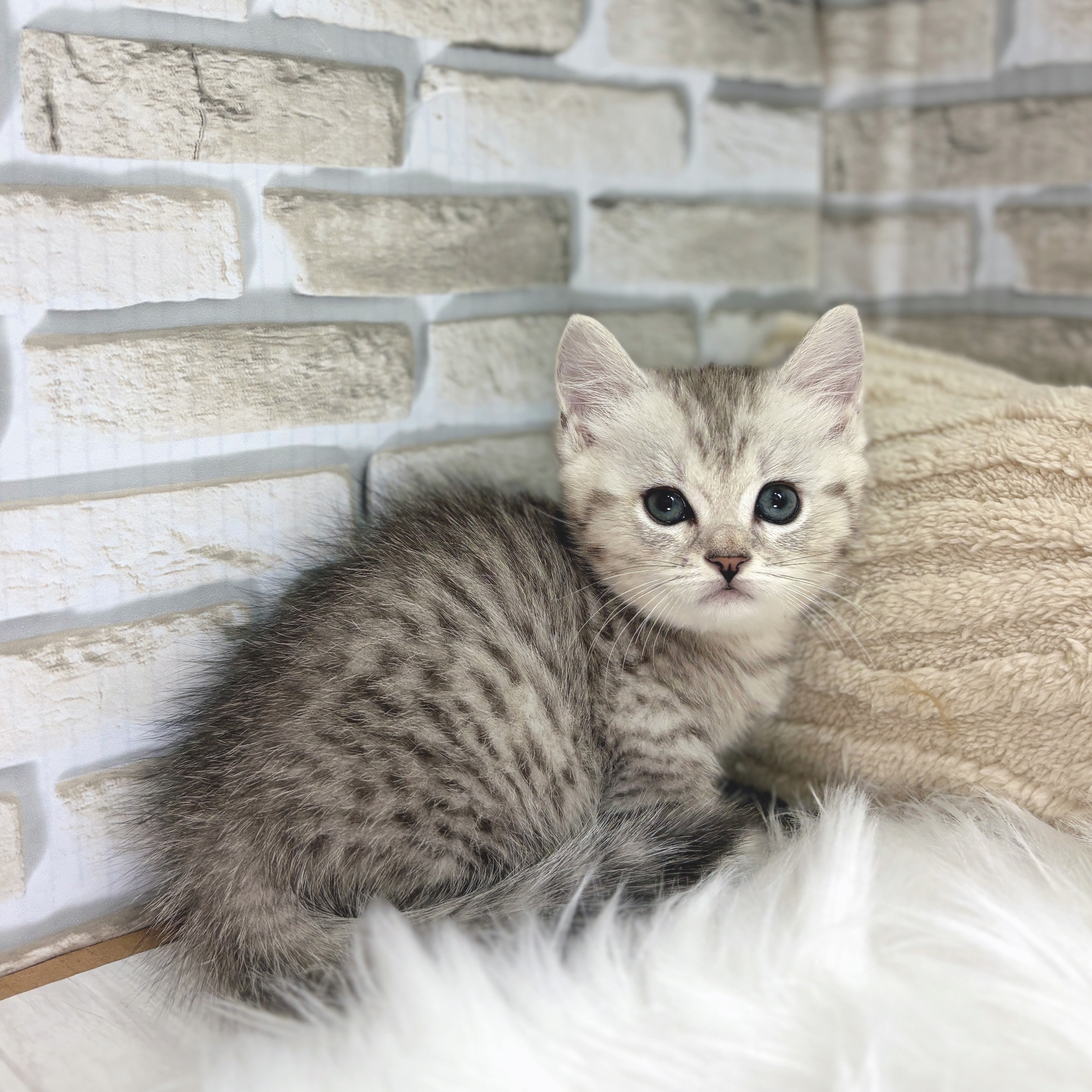 神奈川県のマンチカン (犬の家&猫の里モザイクモール港北店/2025年8月26日生まれ/男の子/シルバータビー)の子猫の4枚目の画像