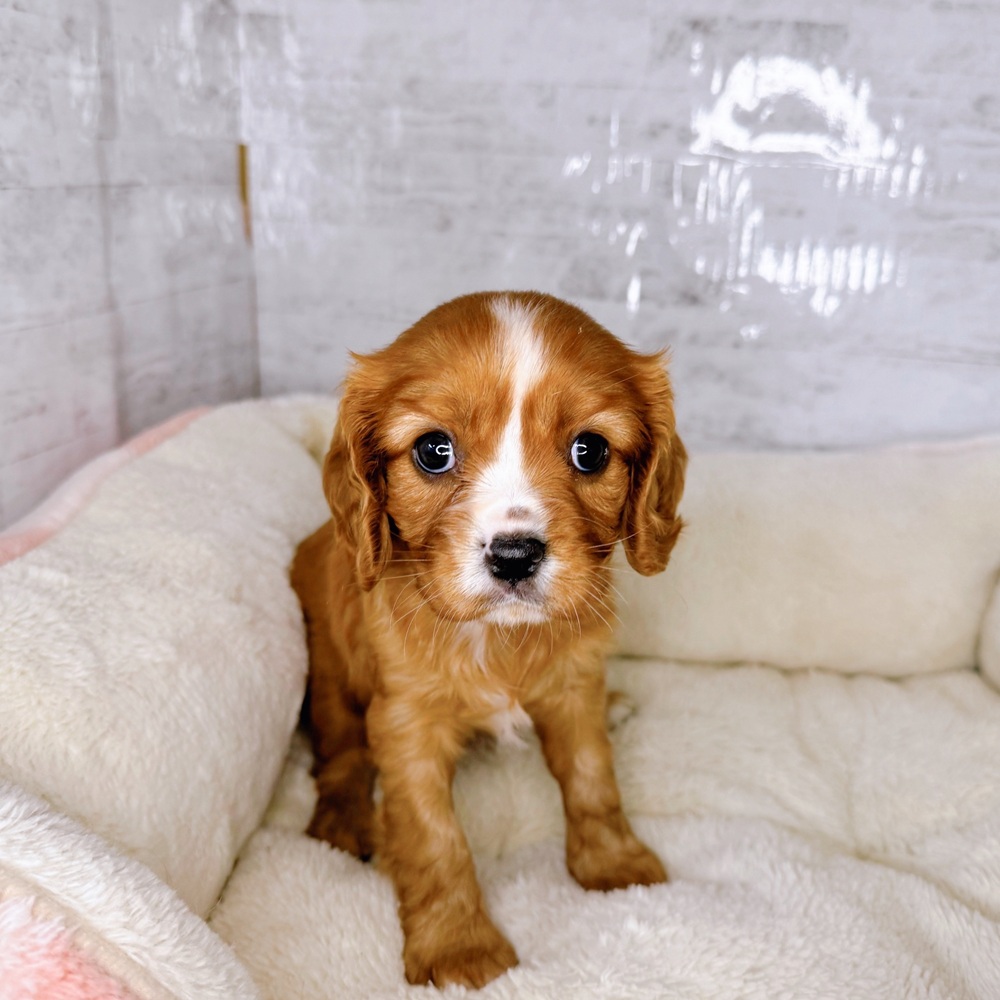 千葉県のキャバリアキングチャールズスパニエル (犬の家＆猫の里ワンズモール稲毛店/2025年8月26日生まれ/女の子/ルビーホワイト)の子犬の1枚目の画像