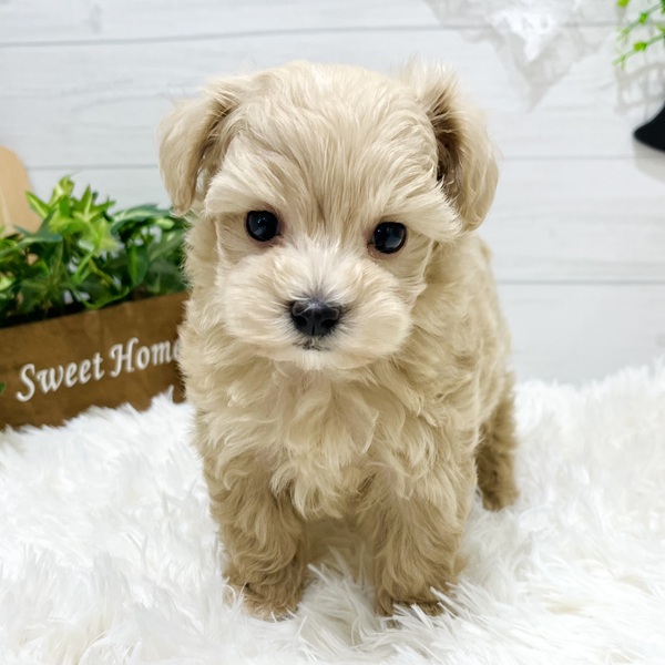 愛知県のマルプー(マルチーズ×プードル) (犬の家＆猫の里豊田店/2025年8月25日生まれ/男の子/クリーム)の子犬の1枚目の画像