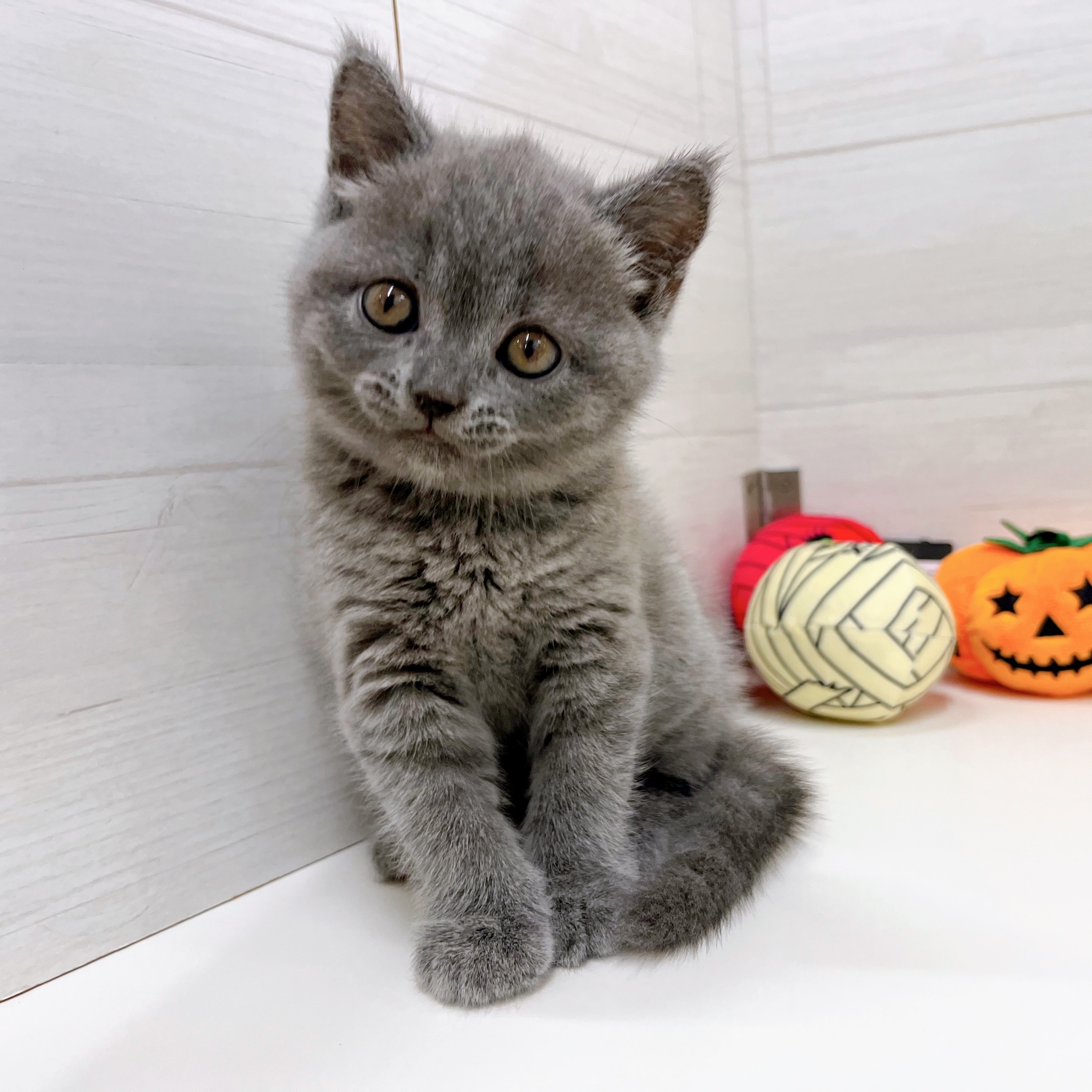 石川県のブリティッシュショートヘアー (犬の家＆猫の里アミーゴ金沢おこばた店/2025年8月20日生まれ/女の子/ブルー)の子猫の4枚目の画像