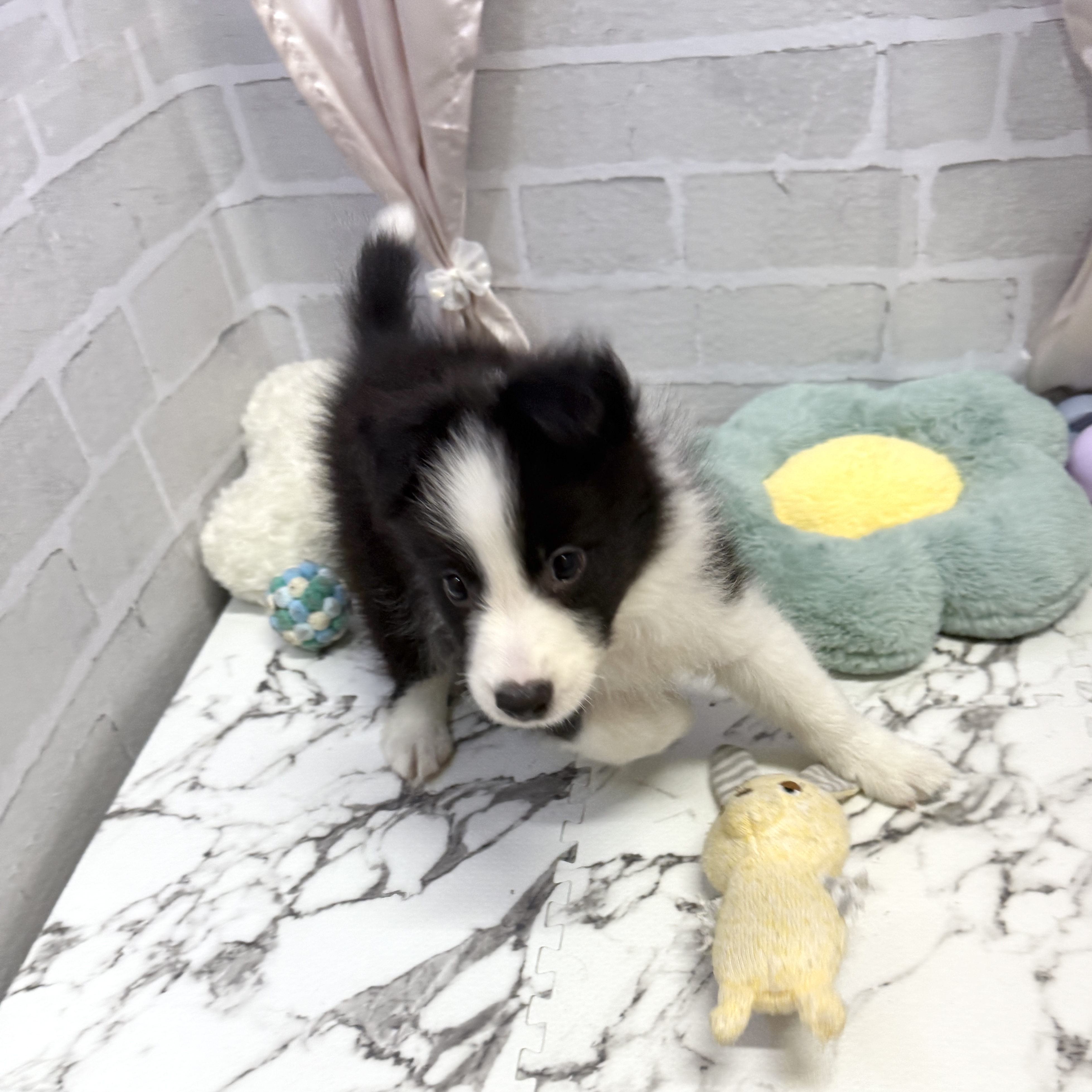 愛知県のボーダーコリー (犬の家＆猫の里岡崎店/2025年8月24日生まれ/男の子/ブラックホワイト)の子犬の4枚目の画像