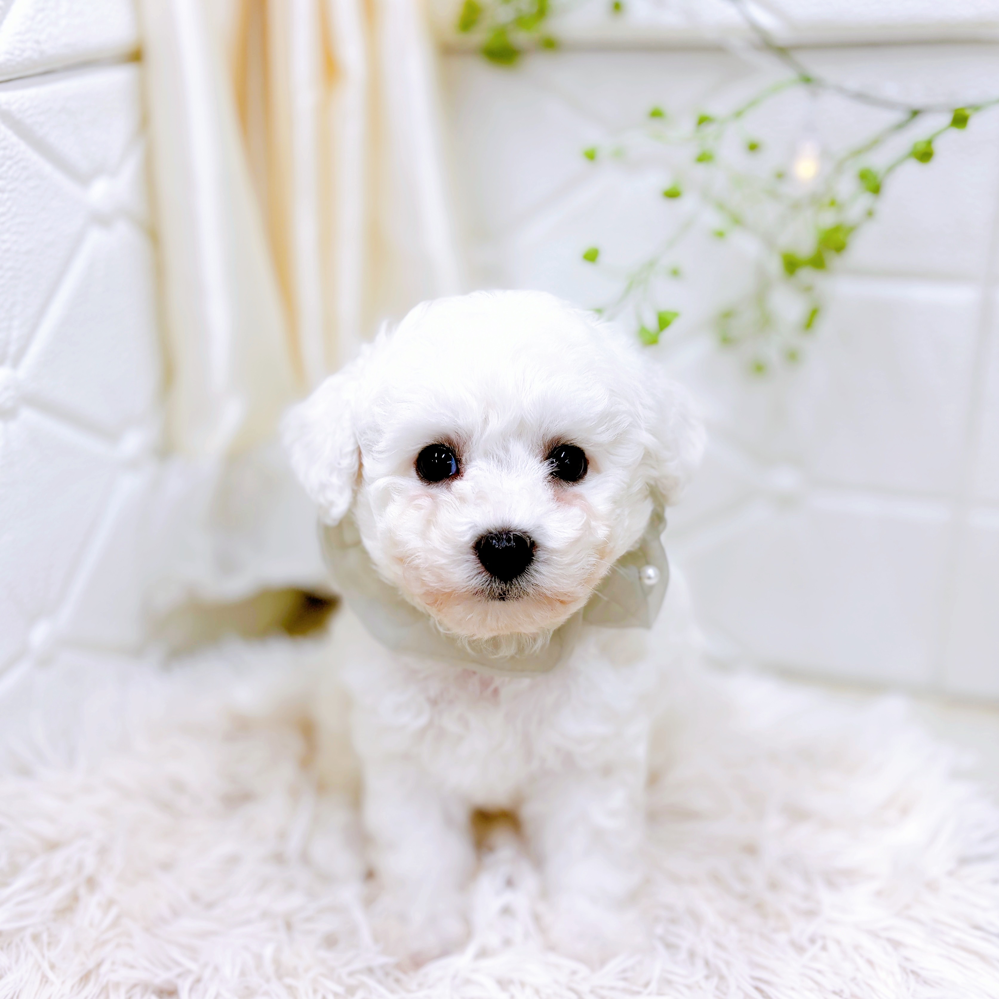 福井県のビションフリーゼ (犬の家＆猫の里アミーゴ福井店/2025年8月24日生まれ/男の子/ホワイト)の子犬の4枚目の画像