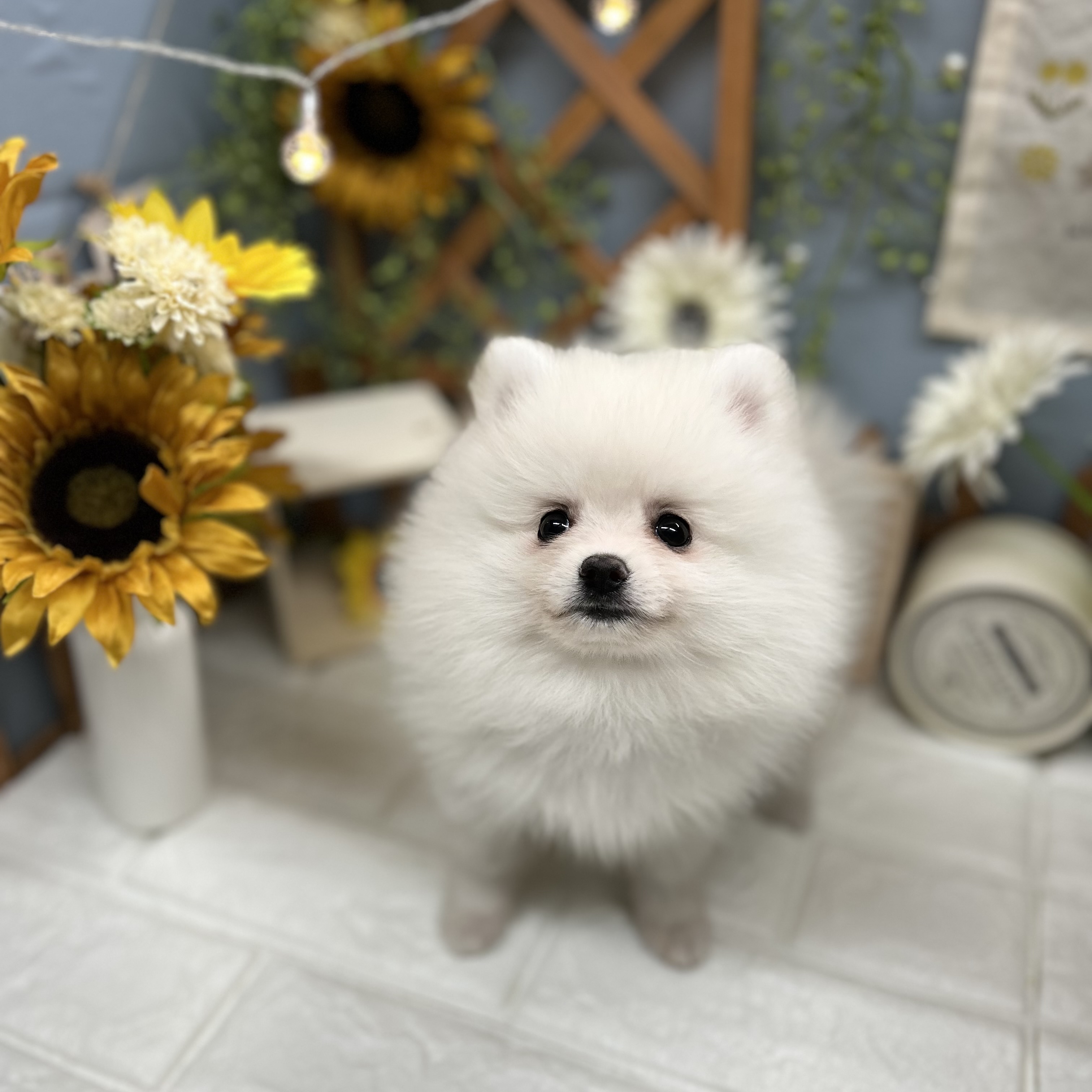 千葉県のポメラニアン (犬の家＆猫の里ワンズモール稲毛店/2025年8月22日生まれ/男の子/クリーム)の子犬の4枚目の画像