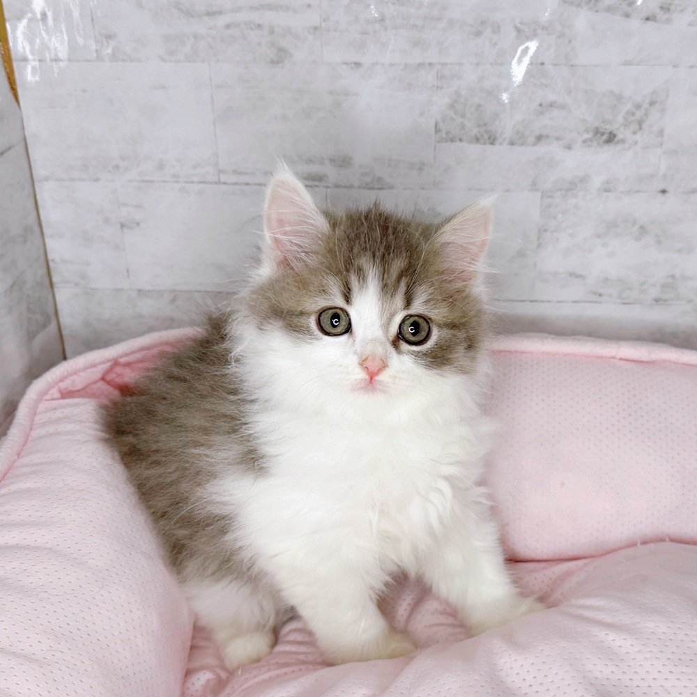 長野県のマンチカン (犬の家＆猫の里塩尻店/2025年8月24日生まれ/女の子/ブルータビーホワイト)の子猫の4枚目の画像