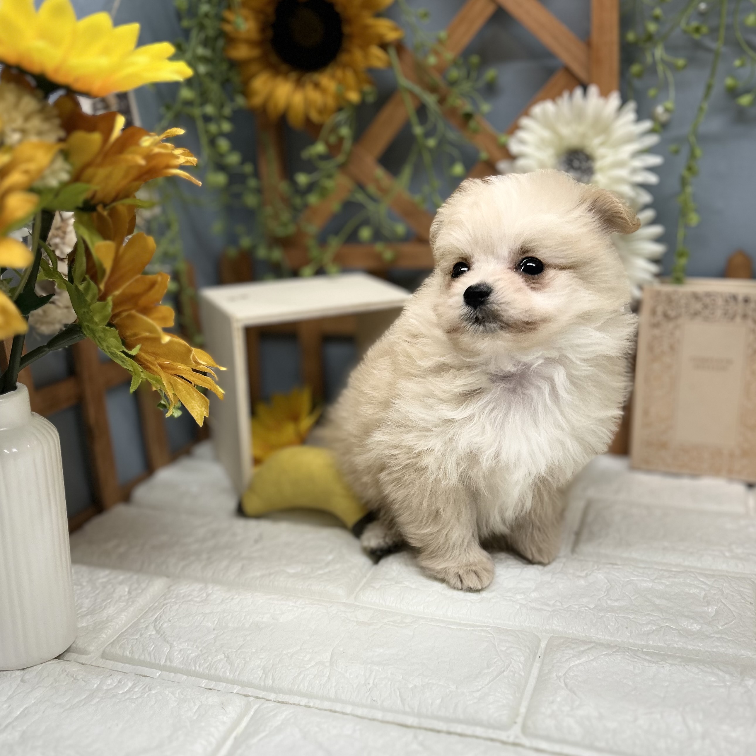千葉県のポメプー(ポメラニアン×プードル) (犬の家＆猫の里ワンズモール稲毛店/2025年8月26日生まれ/女の子/クリーム)の子犬の4枚目の画像