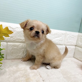 静岡県のチワワ(ロング) (犬の家＆猫の里マークイズ静岡店/2025年8月25日生まれ/女の子/クリームホワイト)の子犬の4枚目の画像