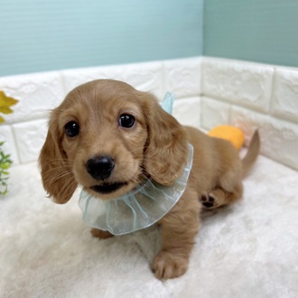 静岡県のミニチュアダックスフンド(ロング) (犬の家＆猫の里マークイズ静岡店/2025年8月26日生まれ/女の子/ゴールド)の子犬の1枚目の画像