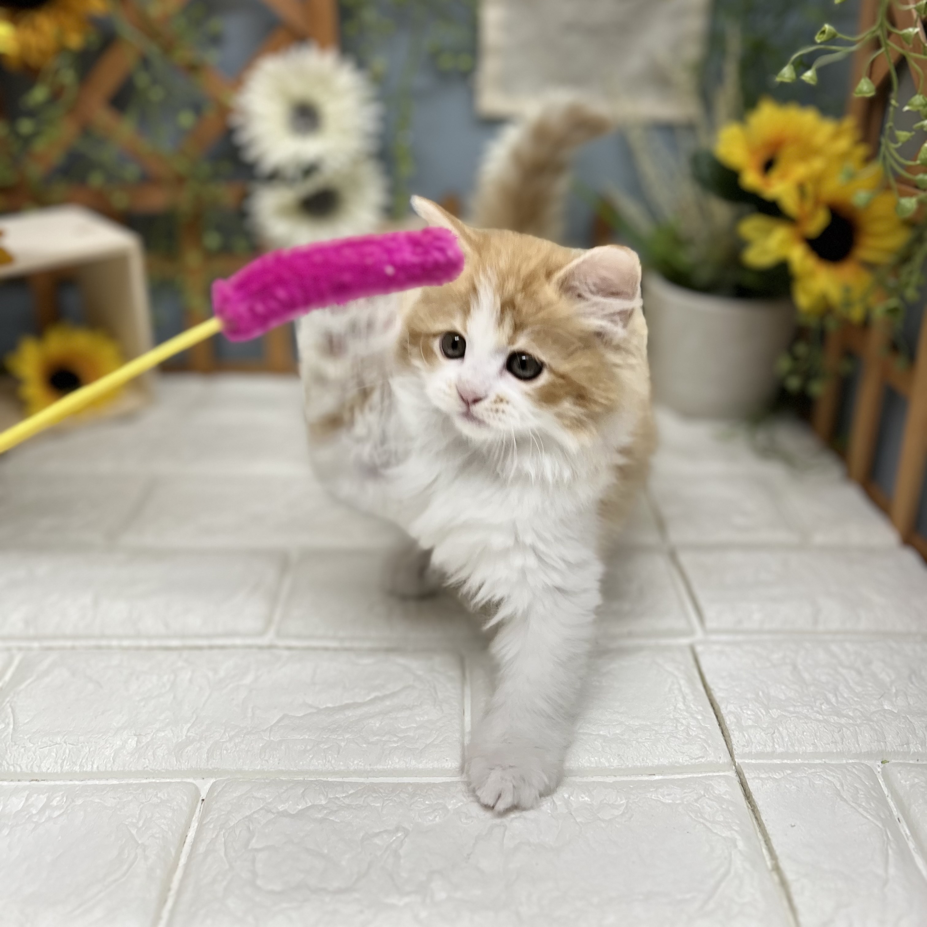 千葉県のサイベリアン (犬の家&猫の里ワンズモール稲毛店/2025年8月23日生まれ/女の子/レッドタビーホワイト)の子猫の4枚目の画像