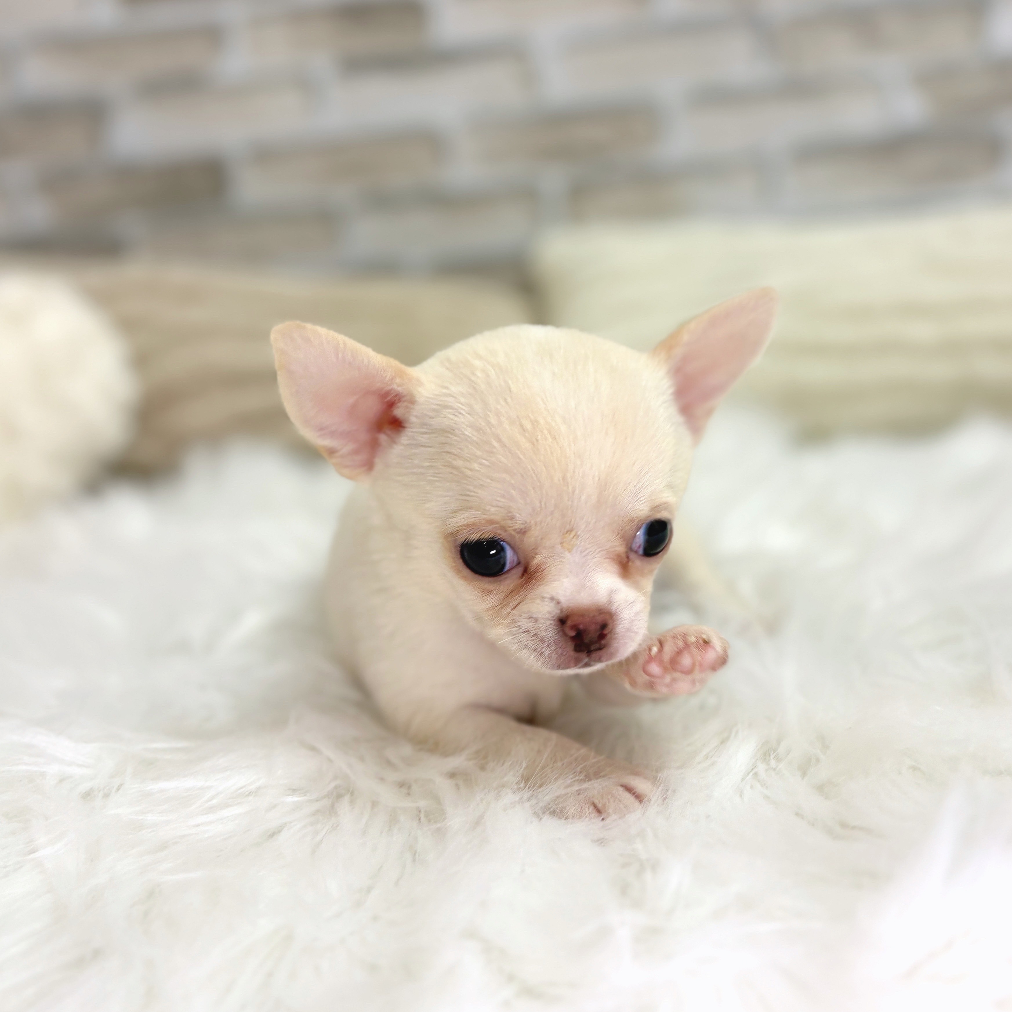 神奈川県のチワワ(スムース) (犬の家&猫の里モザイクモール港北店/2025年8月25日生まれ/男の子/ホワイトクリーム)の子犬の4枚目の画像
