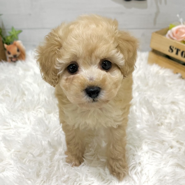愛知県のトイプードル(タイニー) (犬の家＆猫の里豊田店/2025年8月26日生まれ/女の子/アプリコット)の子犬の1枚目の画像