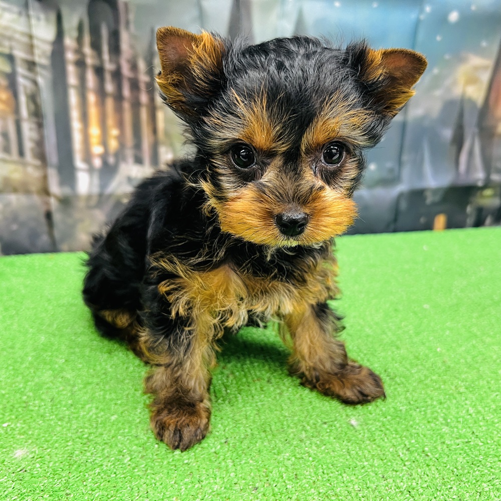 愛知県のヨークシャーテリア (犬の家＆猫の里名古屋天白店/2025年8月19日生まれ/女の子/スチールブルータン)の子犬の4枚目の画像