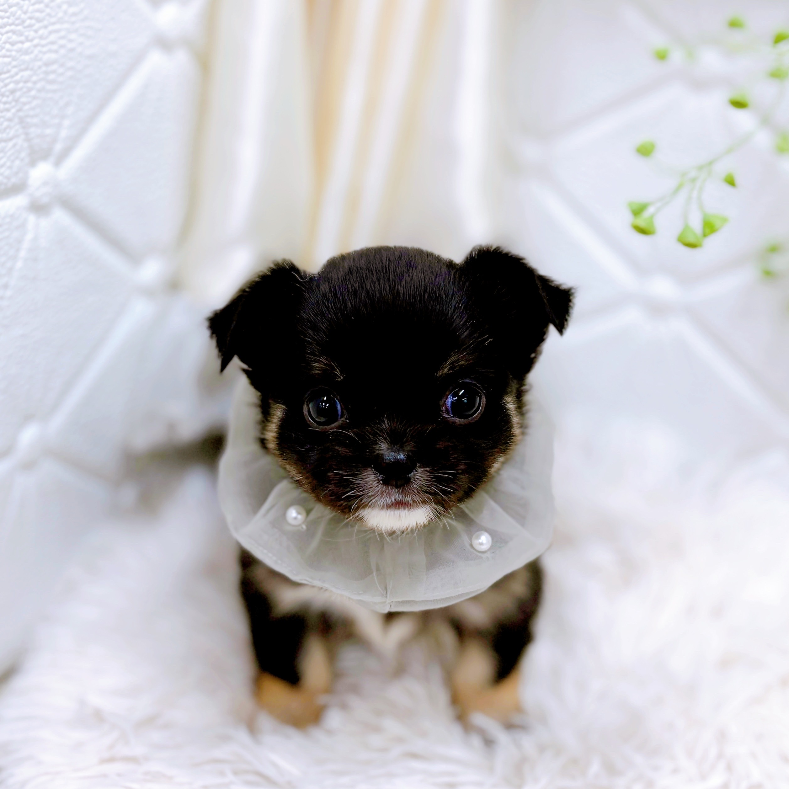 チワペキ/ペキチー/ペキチワ(チワワ×ペキニーズ)の子犬を価格や