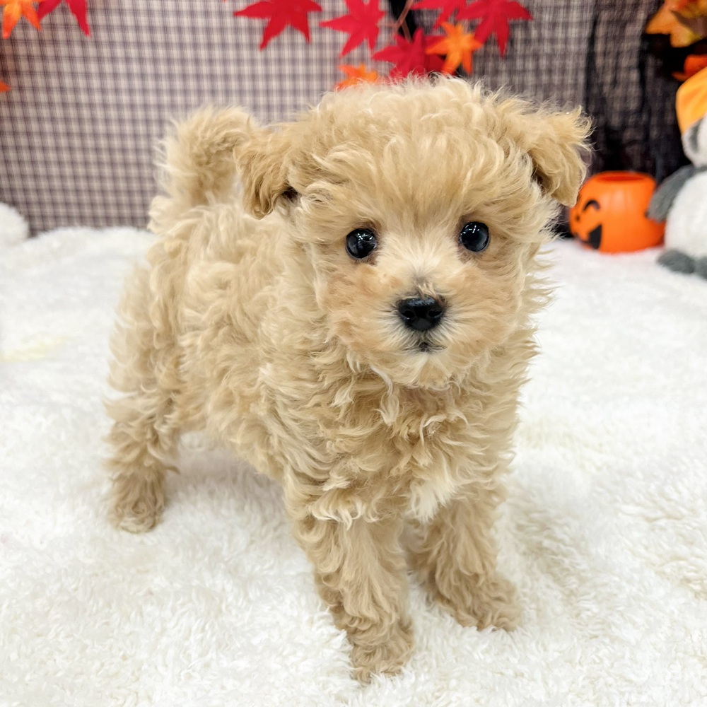 愛知県のマルプー(マルチーズ×プードル) (犬の家&猫の里エアポートウォーク店/2025年8月22日生まれ/女の子/アプリコット)の子犬の1枚目の画像