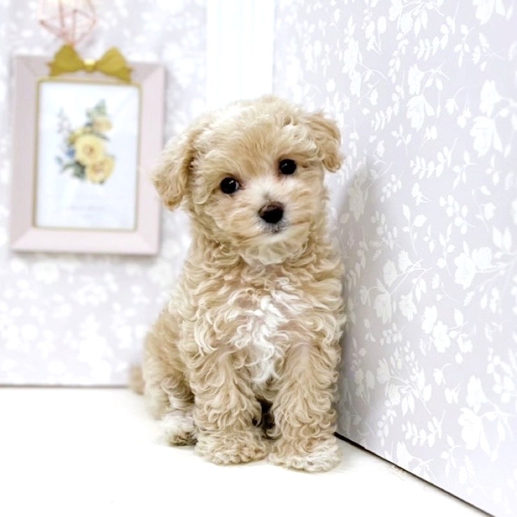 富山県のマルプー(マルチーズ×プードル) (犬の家&猫の里アミーゴ高岡蓮花寺店/2025年8月22日生まれ/女の子/アプリコット)の子犬の1枚目の画像
