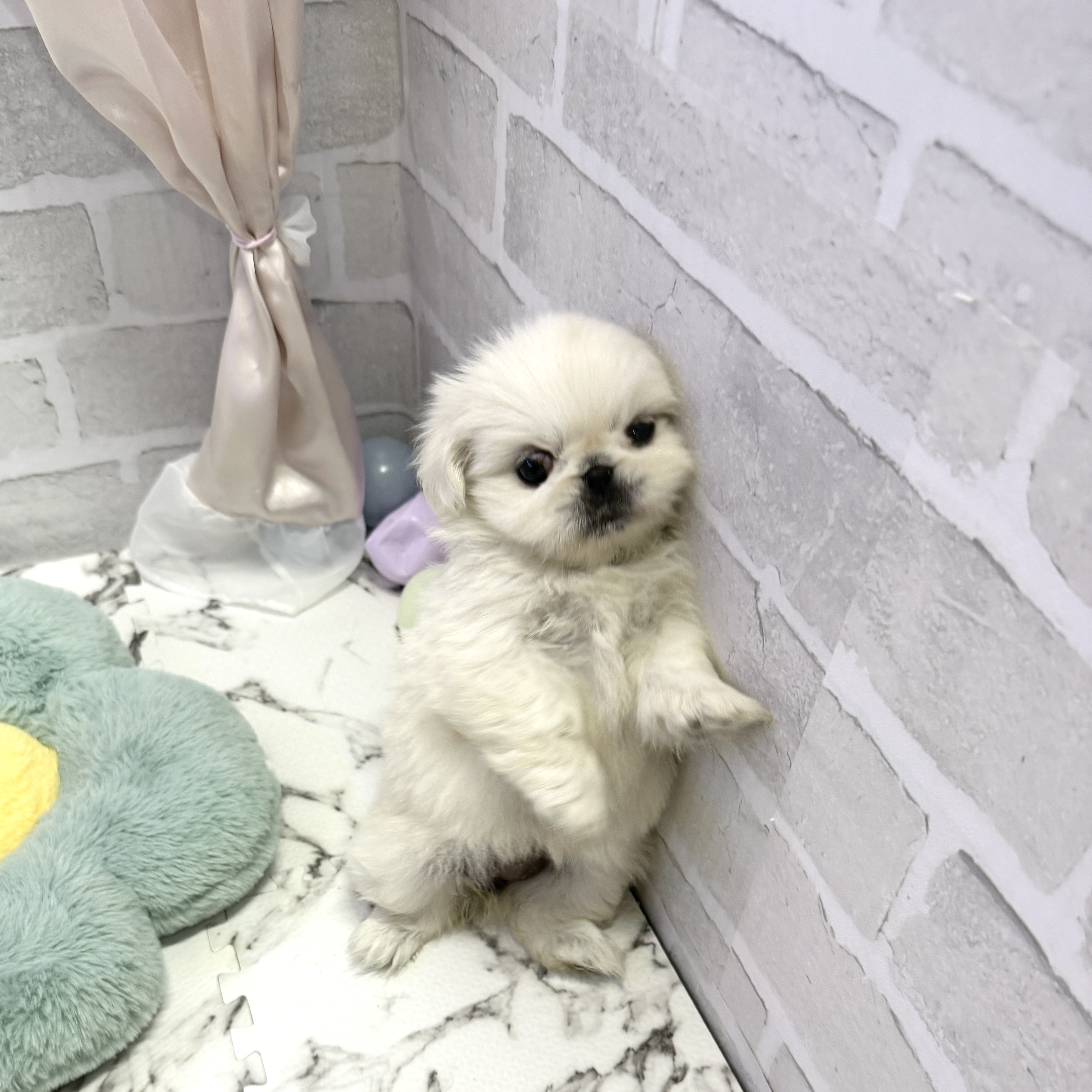 愛知県のペキニーズ (犬の家＆猫の里岡崎店/2025年8月24日生まれ/女の子/ホワイト)の子犬の4枚目の画像