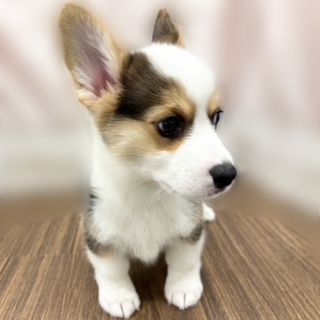 兵庫県のウェルシュコーギーペンブローク (犬の家＆猫の里カナート西神戸店/2025年8月26日生まれ/男の子/ブラックタンホワイト)の子犬の4枚目の画像