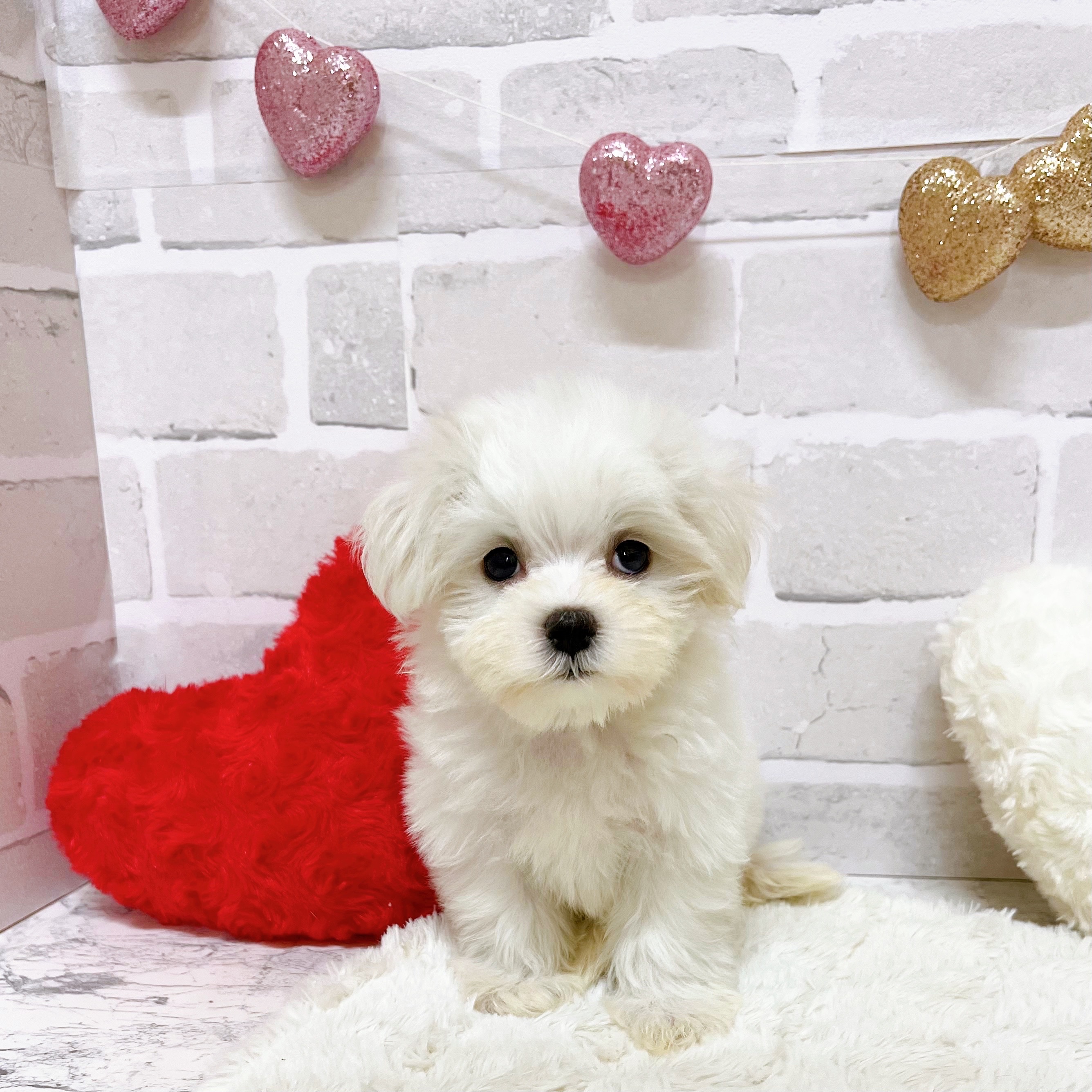 京都府のマルチーズ (犬の家＆猫の里京都精華店/2025年8月26日生まれ/女の子/ホワイト)の子犬の4枚目の画像