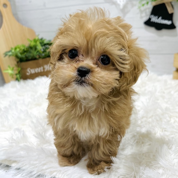 愛知県のペキプー(ペキニーズ×プードル) (犬の家＆猫の里豊田店/2025年8月17日生まれ/女の子/アプリコットホワイト)の子犬の4枚目の画像