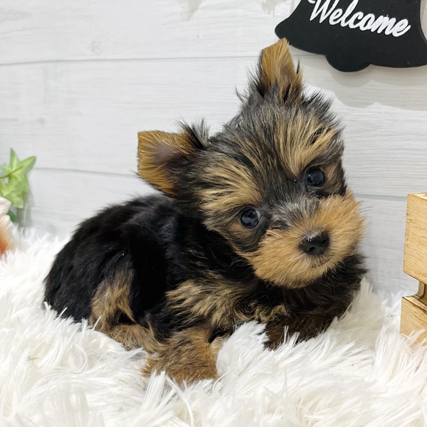 愛知県のヨークシャーテリア (犬の家＆猫の里豊田店/2025年8月27日生まれ/女の子/スチールブルータン)の子犬の4枚目の画像