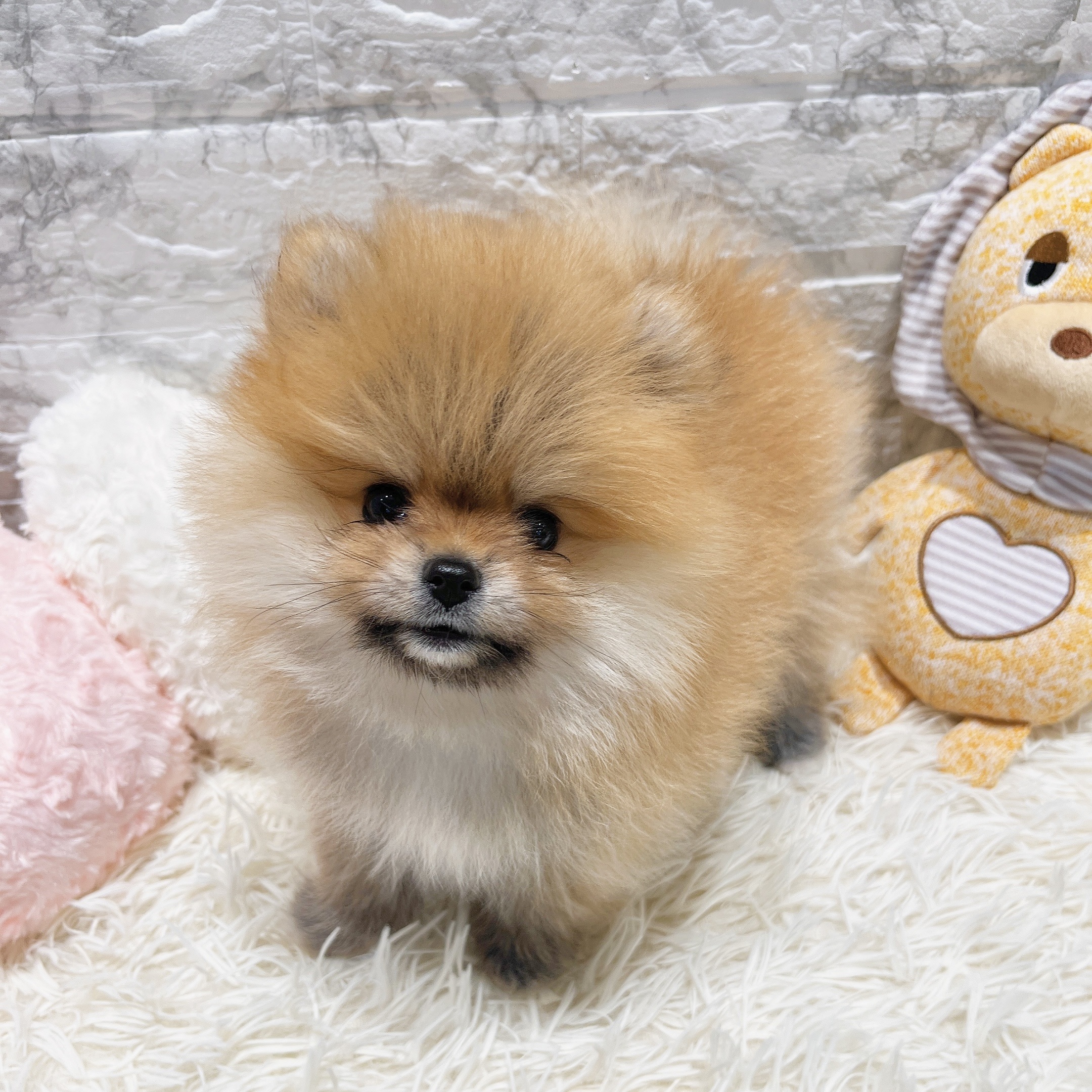 愛知県のポメラニアン (犬の家＆猫の里MiO香久山店/2025年8月25日生まれ/女の子/オレンジ)の子犬の1枚目の画像