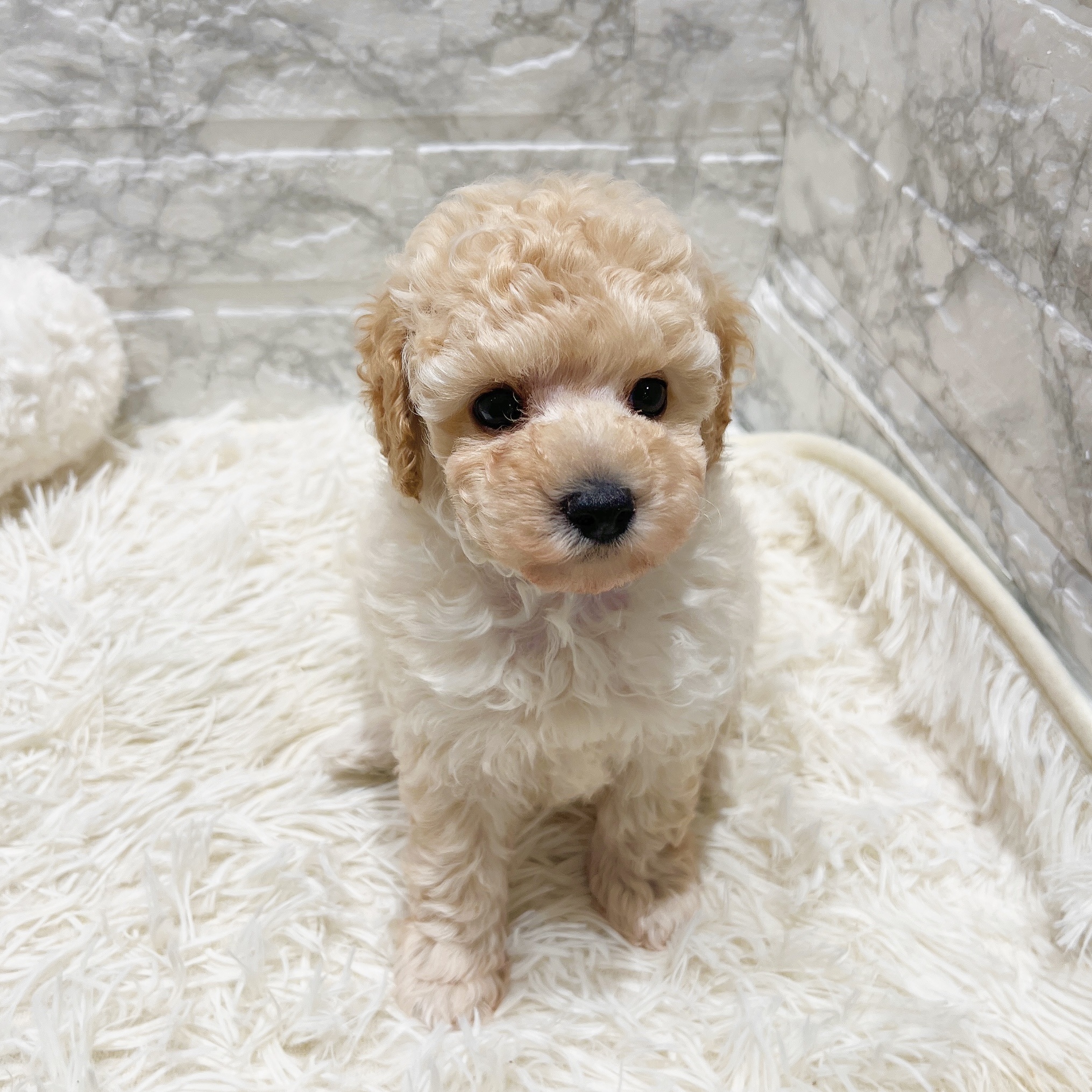 愛知県のトイプードル(トイ) (犬の家＆猫の里MiO香久山店/2025年8月27日生まれ/男の子/クリーム)の子犬の4枚目の画像