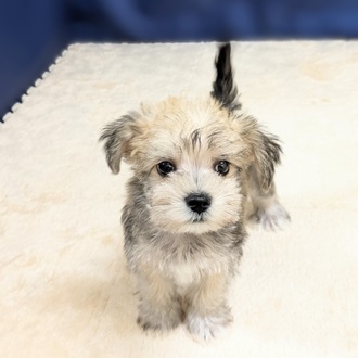 愛知県のシュナマル/マルシュナ(シュナウザー×マルチーズ) (犬の家＆猫の里一宮店/2025年8月20日生まれ/女の子/フォーンホワイト)の子犬の4枚目の画像