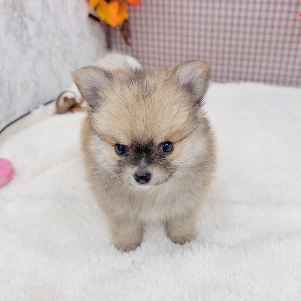 愛知県のポメチワ/チワポメ/ポメチー(ポメラニアン×チワワ) (犬の家&猫の里エアポートウォーク店/2025年8月19日生まれ/男の子/フォーン)の子犬の4枚目の画像