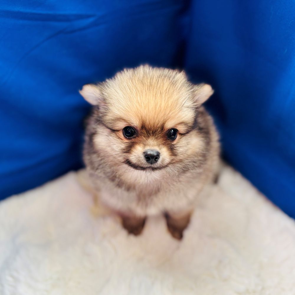 愛知県のポメチワ/チワポメ/ポメチー(ポメラニアン×チワワ) (犬の家＆猫の里愛知刈谷店/2025年8月19日生まれ/男の子/フォーン)の子犬の4枚目の画像