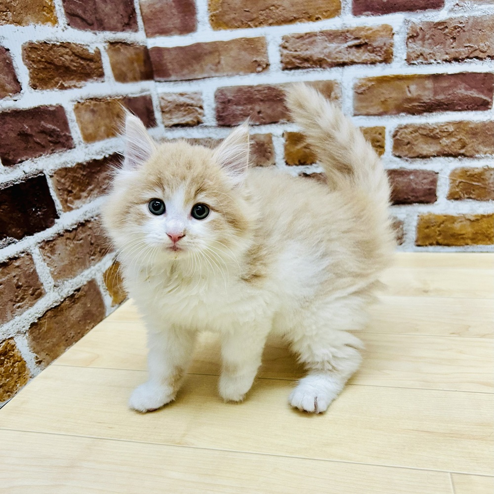 愛知県のノルウェージャンフォレストキャット (犬の家＆猫の里七宝店/2025年8月27日生まれ/男の子/クリームホワイト)の子猫の4枚目の画像
